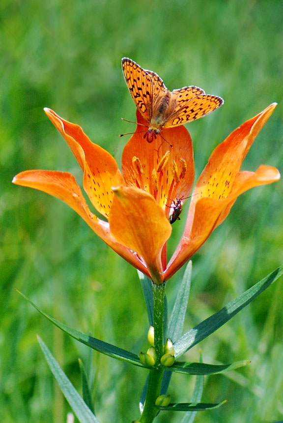 Lilium bulbiferum subsp. bulbiferum / Giglio rosso
